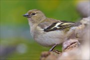 23_DSC3884_Chaffinch_compact_82pc