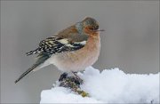 24_DSC6806_Chaffinch_meditation_59pc