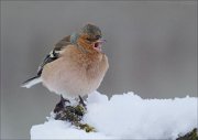 24_DSC6809_Chaffinch_aversion_55pc