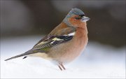 24_DSC6971_Chaffinch_hunch_87pc