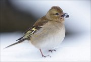 24_DSC6979_Chaffinch_grab_102pc