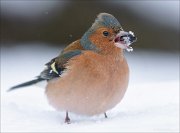 24_DSC6986_Chaffinch_hold_99pc
