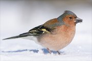 24_DSC7162_Chaffinch_forage_101pc