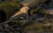 P1510056_Chaffinch_female_near_water_83pc