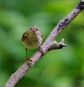 02_DSC0293_Chiffchaff_with_longlegged_spider_50pc