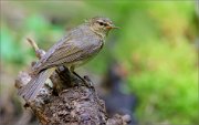 02_DSC0657_Chiffchaff_busy_bird_84pc