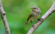 02_DSC0742_Chiffchaff_near_pond_65pc