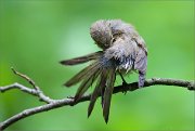 02_DSC0942_Chiffchaff_makeup_time_79pc