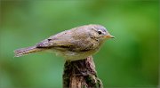 02_DSC1008_Chiffchaff_on_stump_83pc