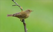 02_DSC9135_Chiffchaff_autumn_migration_54pc