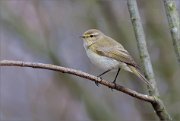 05_DSC8843_Chiffchaff_first_swallow_51pc