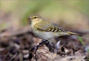 05_DSC9171_Chiffchaff_delicacy_36pc