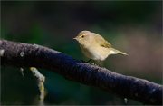 06_DSC9567_Chiffchaff_chiaroscuro-2_61pc