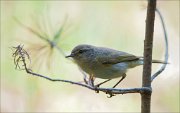 07_DSC5472_Chiffchaff_pineshadow_104pc