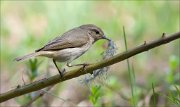 07_DSC5478_Chiffchaff_feather_selection_62pc
