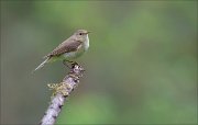 11_DSC0329_Chiffchaff_look_away_57pc