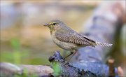 11_DSC0671_Chiffchaff_strict_accuracy_67pc