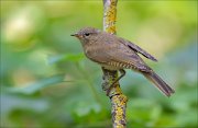 11_DSC4785_Chiffchaff_vitality_84pc