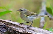 18_DSC2441_Chiffchaff_crisp_57pc