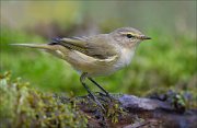 18_DSC3423_Common_Chiffchaff_slender_64pc