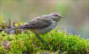 18_DSC3708_Common_Chiffchaff_stodgy_61pc