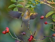 21_DSC1041_Common_Chiffchaff_artistry_76pc