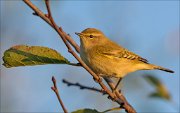 21_DSC1063_Common_Chiffchaff_burning_78pc