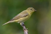 22_DSC6468_Common_Chiffchaff_greenery_59pc