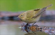 22_DSC9264_Chiffchaff_plummet_58pc