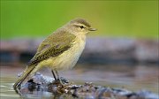 22_DSC9374_Chiffchaff_gloom_61pc