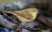 22_DSC9404_Chiffchaff_whirl_64pc