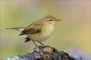 22_DSC9419_Chiffchaff_rimy_73pc