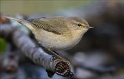 22_DSC9476_Chiffchaff_route_85pc