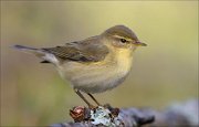 22_DSC9519_Chiffchaff_precede_76pc