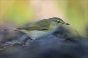 24_DSC0249_Chiffchaff_spider_62pc