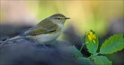 24_DSC0254_Chiffchaff_celandine_72pc