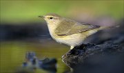 24_DSC0277_Chiffchaff_burst_56pc