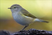 24_DSC0335_Chiffchaff_knob_108pc