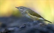 24_DSC0355_Chiffchaff_fright_70pc