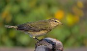 P1550276_Chiffchaff_september_70pc