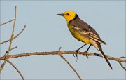 15_DSC4528_Citrine_Wagtail_flavin_42pc