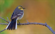 15_DSC4583_Citrine_Wagtail_fan_50pc