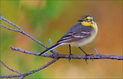 15_DSC4598_Citrine_Wagtail_twist_47pc