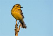 15_DSC4617_Citrine_Wagtail_affable_46pc