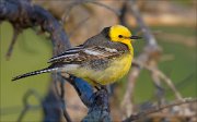 15_DSC4662_Citrine_Wagtail_chrome_47pc