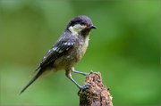 02_DSC0448_Coal_Tit_young_bird_97pc