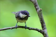 02_DSC0631_Coal_Tit_macroview_78pc