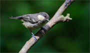 02_DSC0728_Coal_Tit_in_harsh_spotlight_76pc