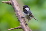 11_DSC1588_Coal_Tit_stance_87pc