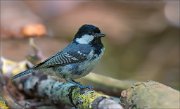 11_DSC2153_Coal_Tit_sad_61pc